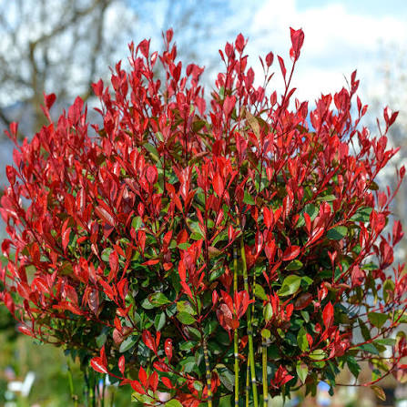 Photinia Little "Red Robin"