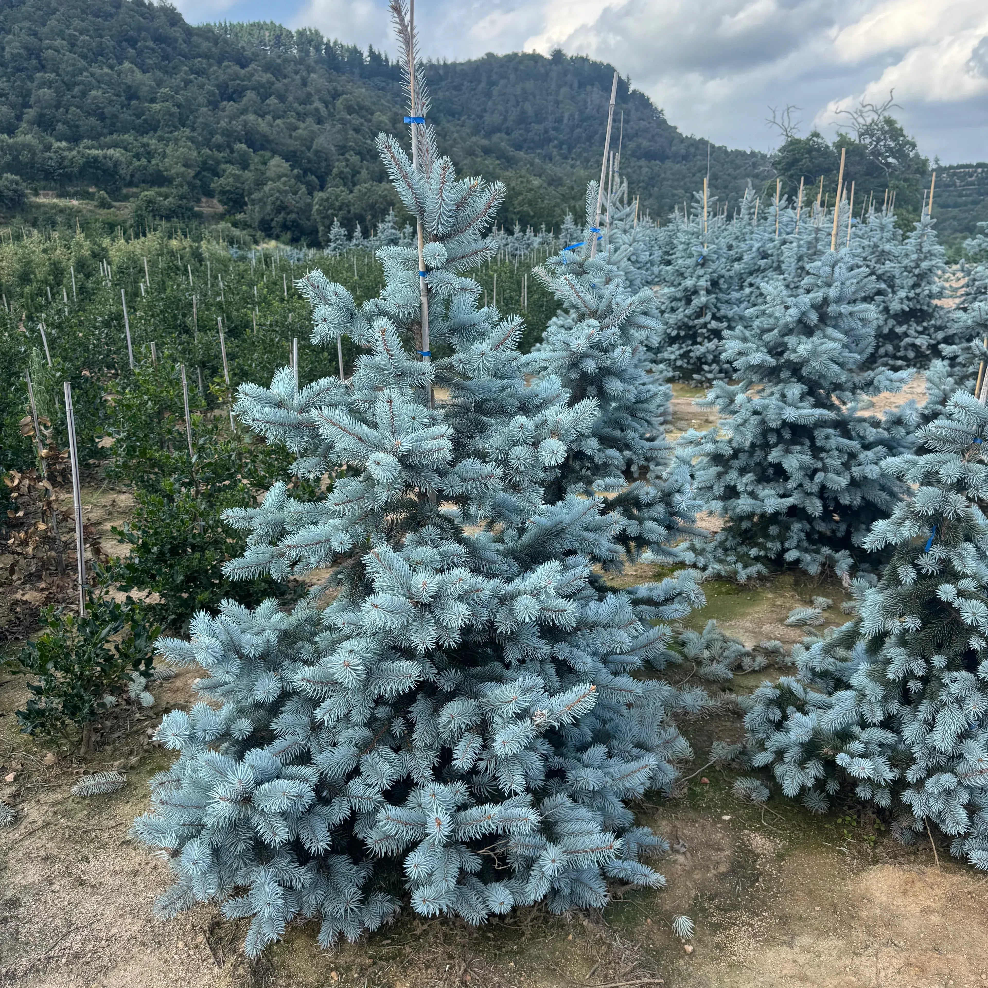 Picea Pungens "Oldenburg" | Cepellón