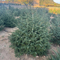 Abies Pinsapo | Cepellón