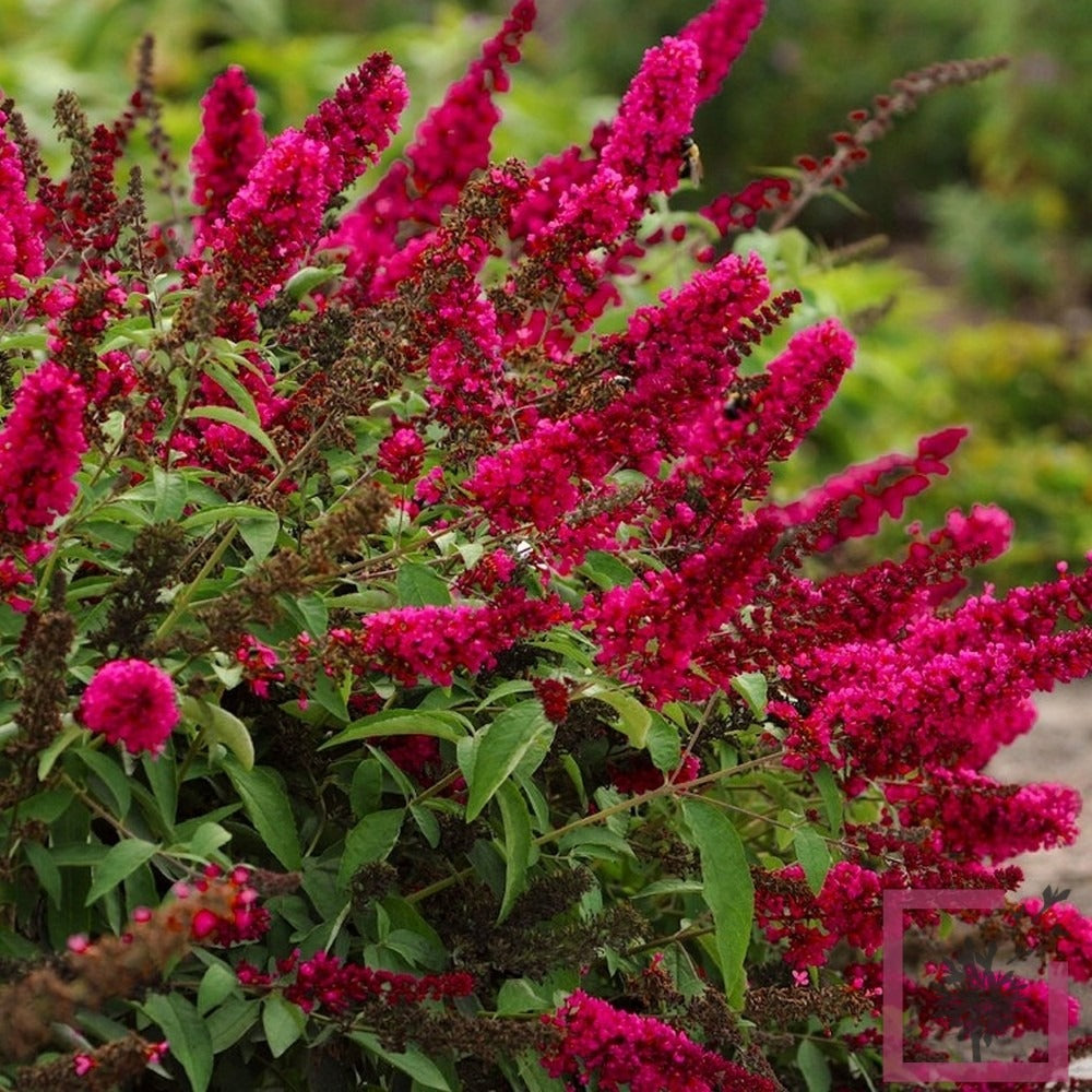 Buddleja Davidii Monarch