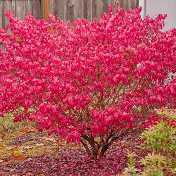 Euonymus alatus