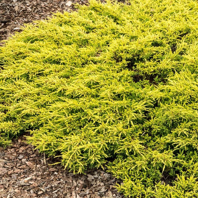 Juniperus comm. 'Goldschatz'