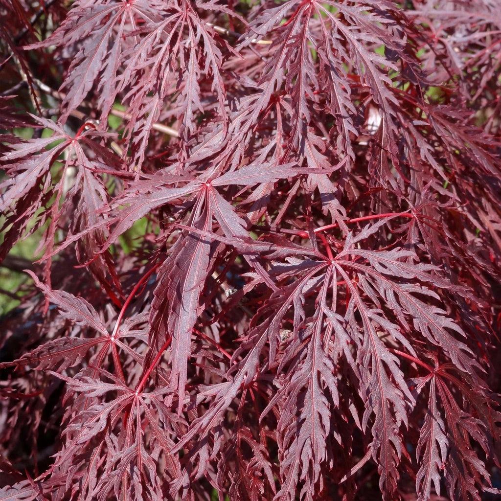 Acer palm. 'Inaba-shidare'