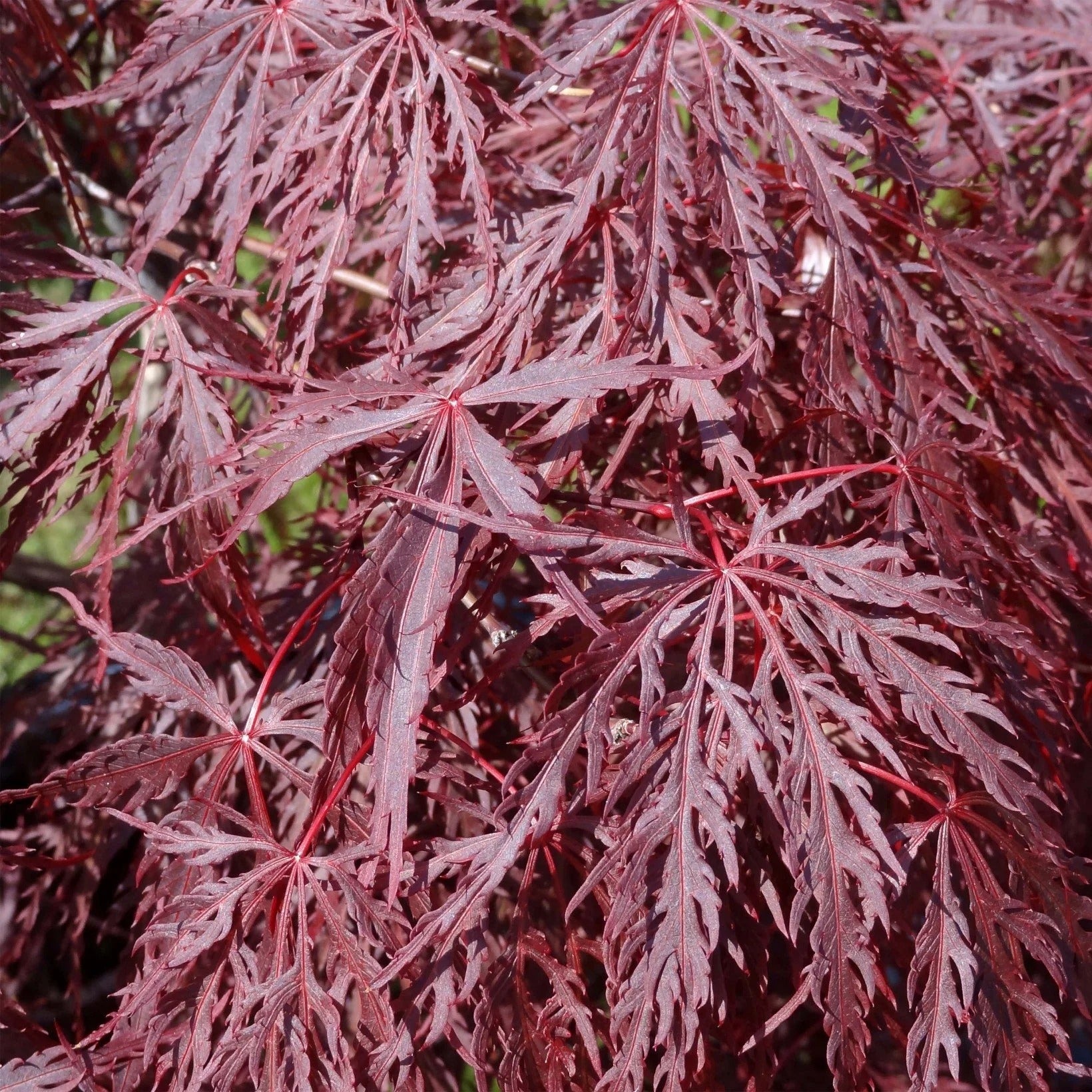 Acer palm. 'Inaba-shidare'