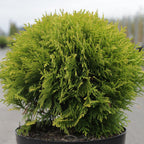 Thuja Occidentalis Danica