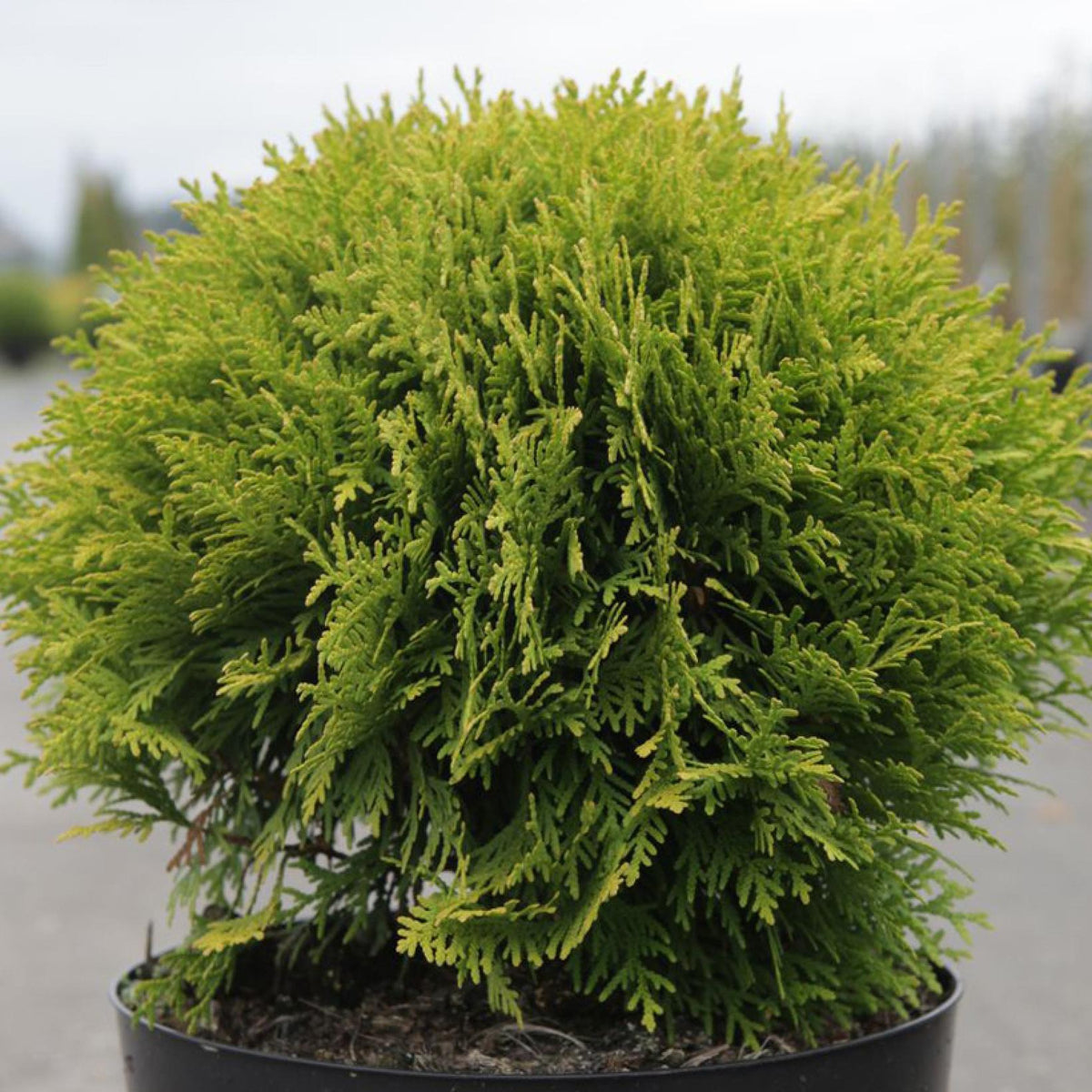 Thuja Occidentalis Danica