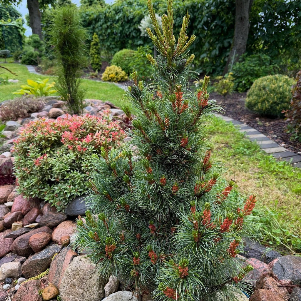 Pinus parviflora 'Bonnie Bergman'