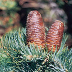 Abies Concolor | Cepellón