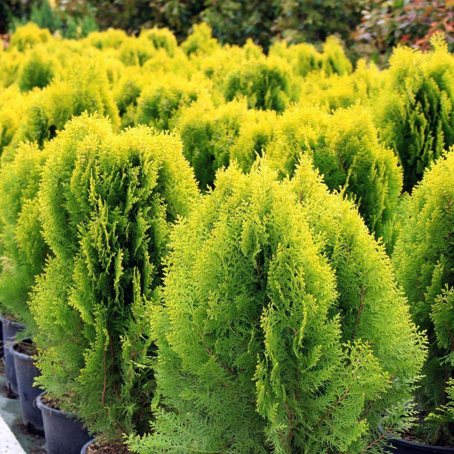 Thuja Orientalis Aurea Nana