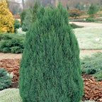 Juniperus Chinensis Stricta