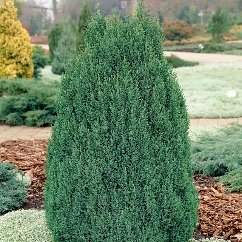 Juniperus Chinensis Stricta