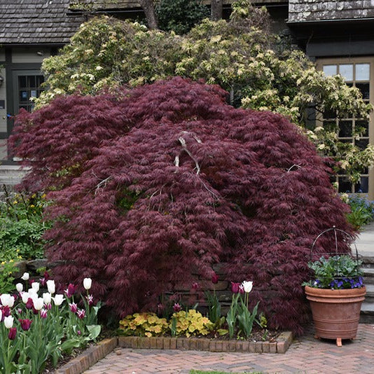 Acer palm. 'Tamukeyama'