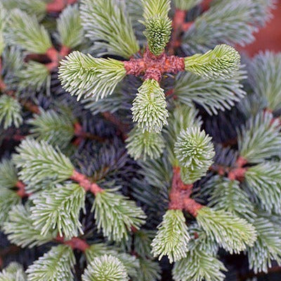 Abies Lasiocarpa Arizonica