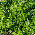 Euonymus