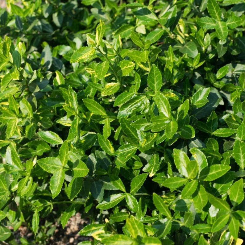 Euonymus