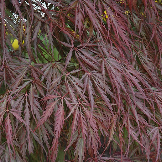 Acer palm. 'Tamukeyama'