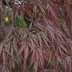 Acer palm. 'Tamukeyama'