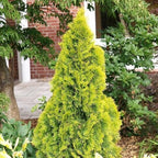 Thuja occ. 'Golden Smaragd'&reg;