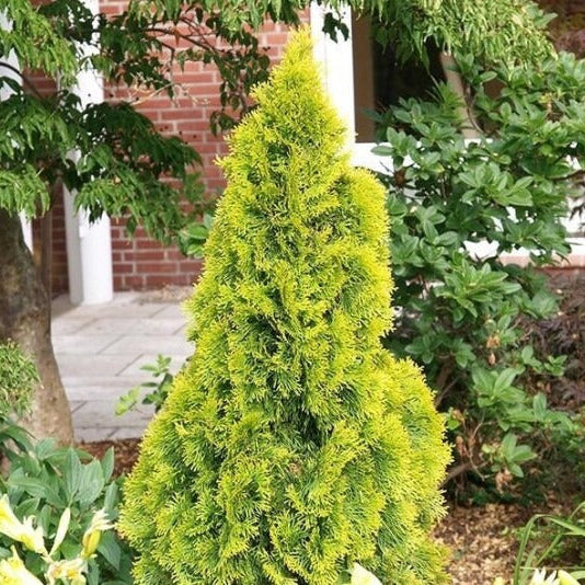 Thuja occ. 'Golden Smaragd'&reg;