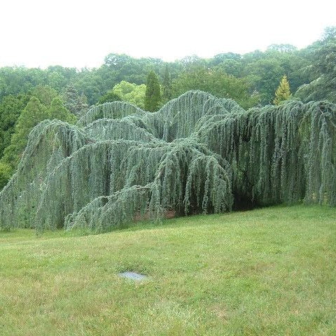 Cedrus libani 'Glauca Pendula'