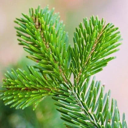 Abies Nordmanniana