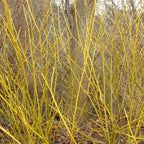 Cornus Sericea "Flaviramea"