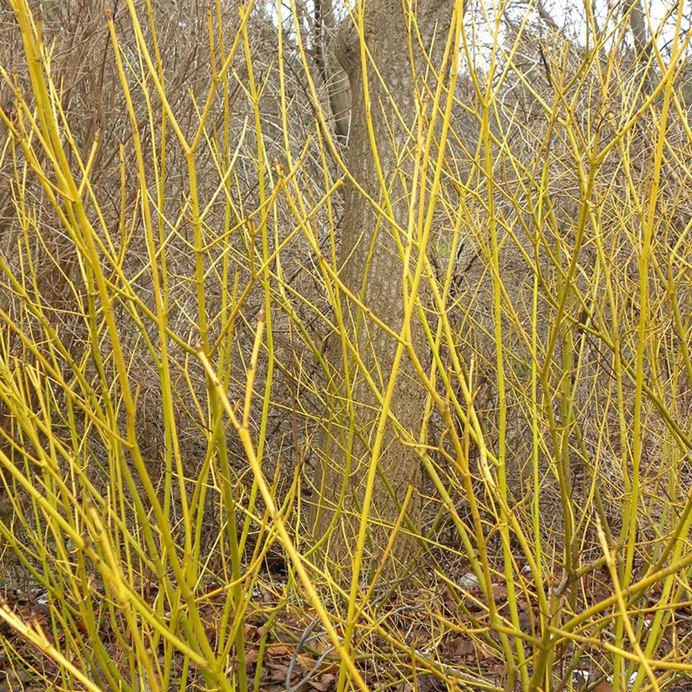 Cornus Sericea "Flaviramea"