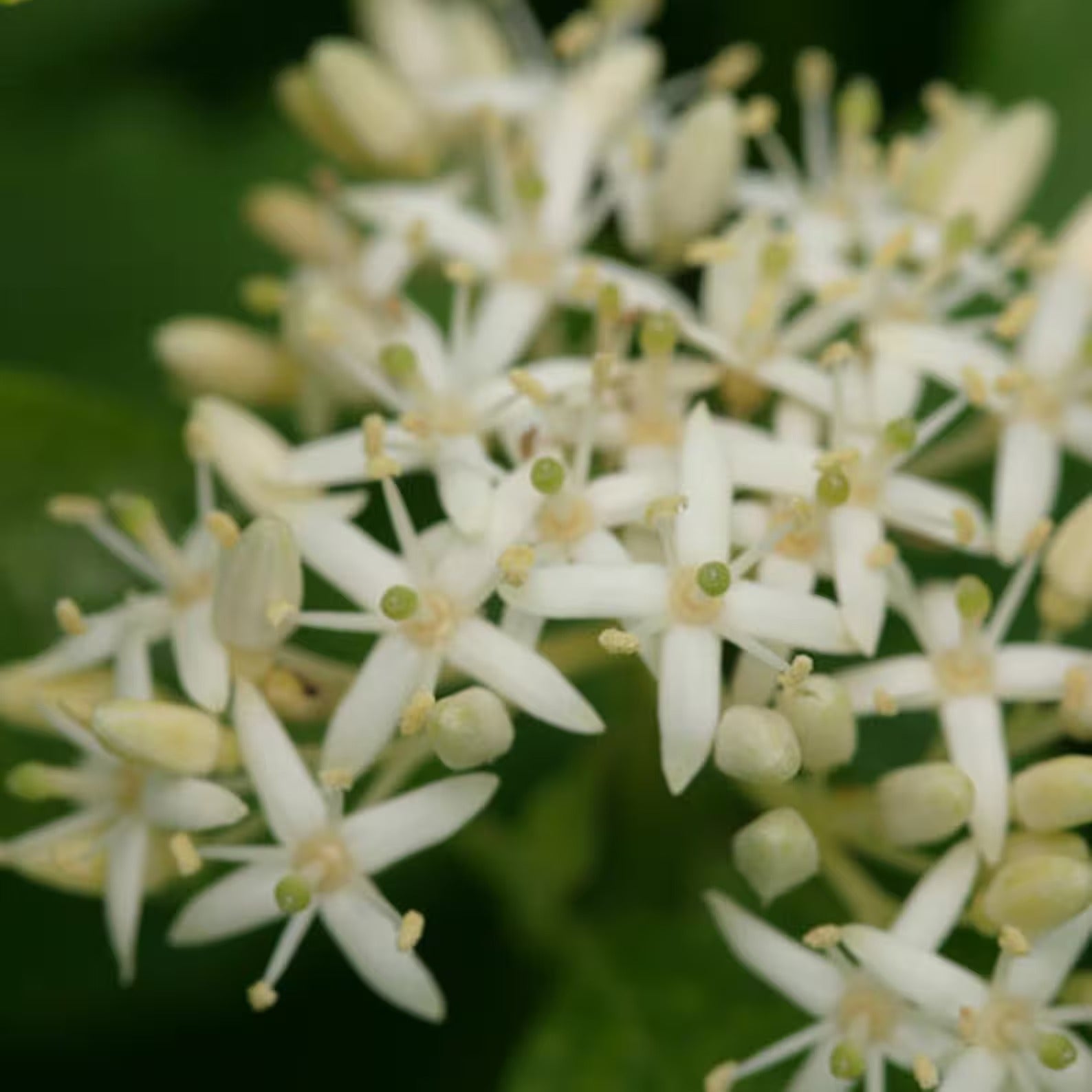 Cornus Sanguinea