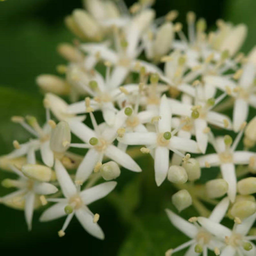 Cornus Sanguinea