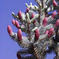 Picea Pungens "Hoopsii" | Cepellón