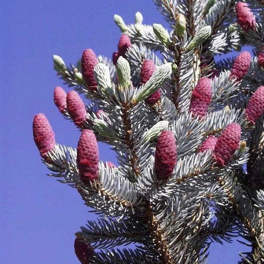 Picea Pungens "Hoopsii" | Cepellón