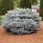 Picea pungens 'Glauca Globosa' | Cepellón