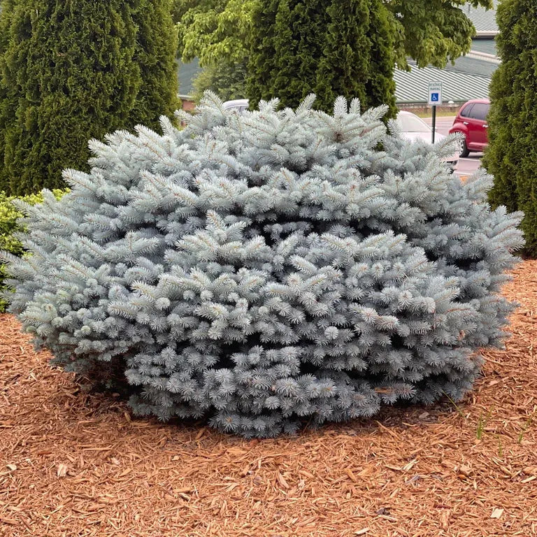 Picea pungens 'Glauca Globosa' | Cepellón