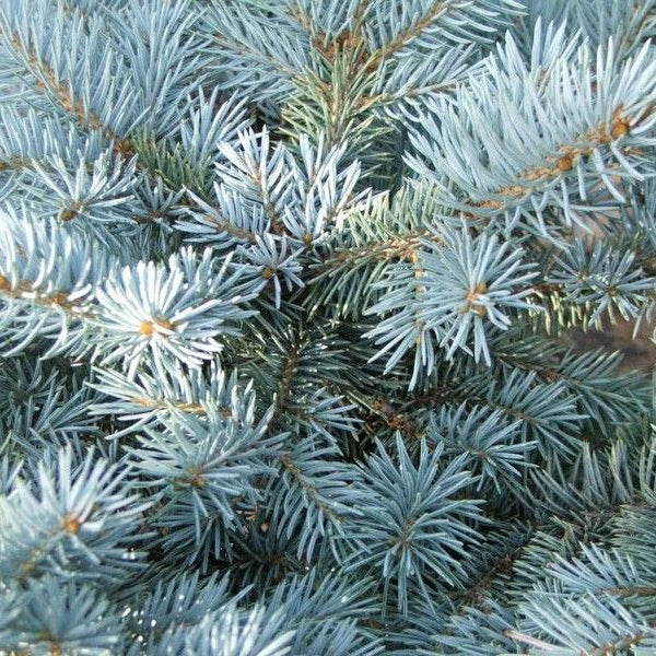 Picea pungens 'Glauca Globosa' | Cepellón