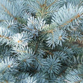 Picea pungens 'Glauca Globosa' | Cepellón
