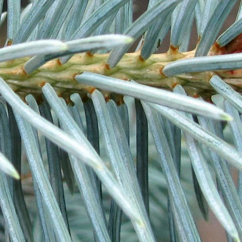 Picea Pungens "Oldenburg" | Cepellón