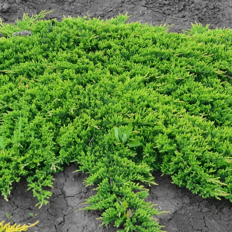 Juniperus Horizontalis "Prince of Wales"