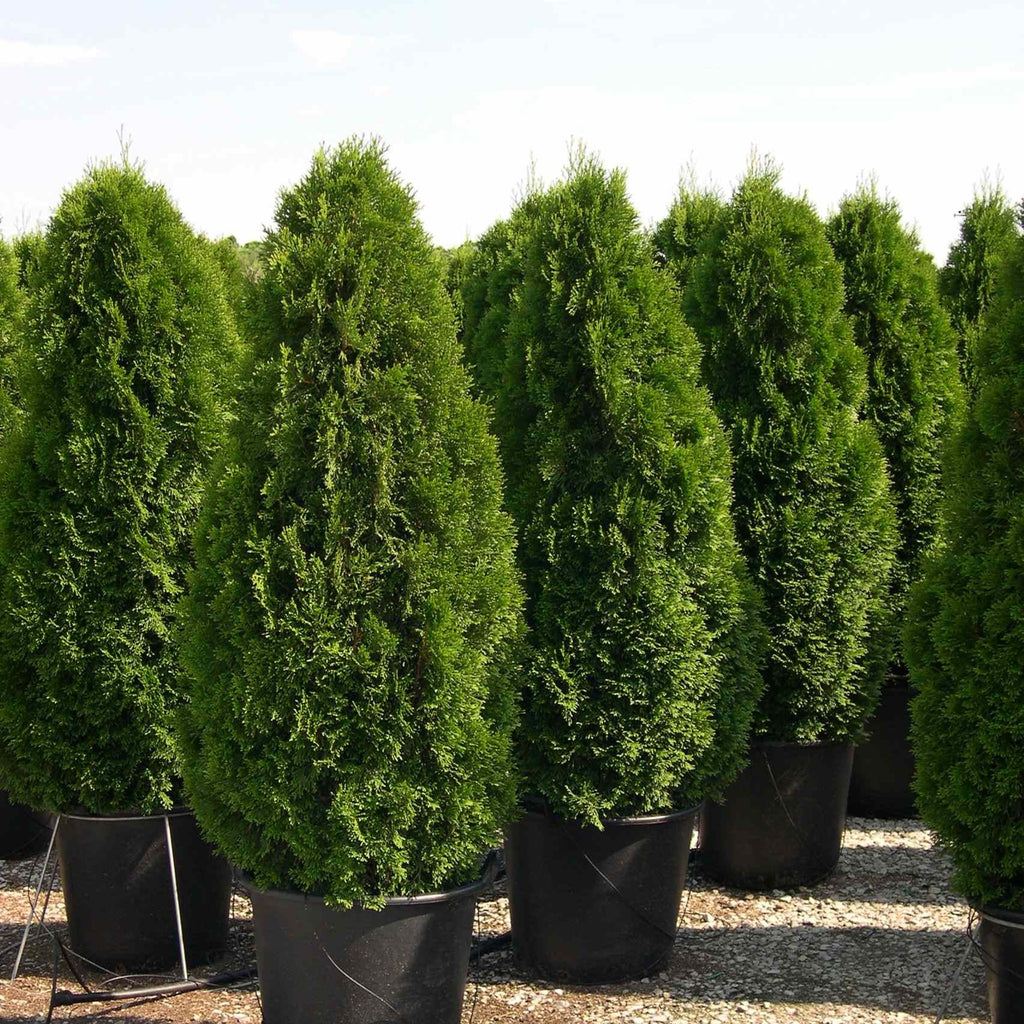Thuja Occidentalis Smaragd