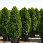 Thuja Occidentalis Smaragd