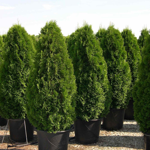 Thuja Occidentalis Smaragd