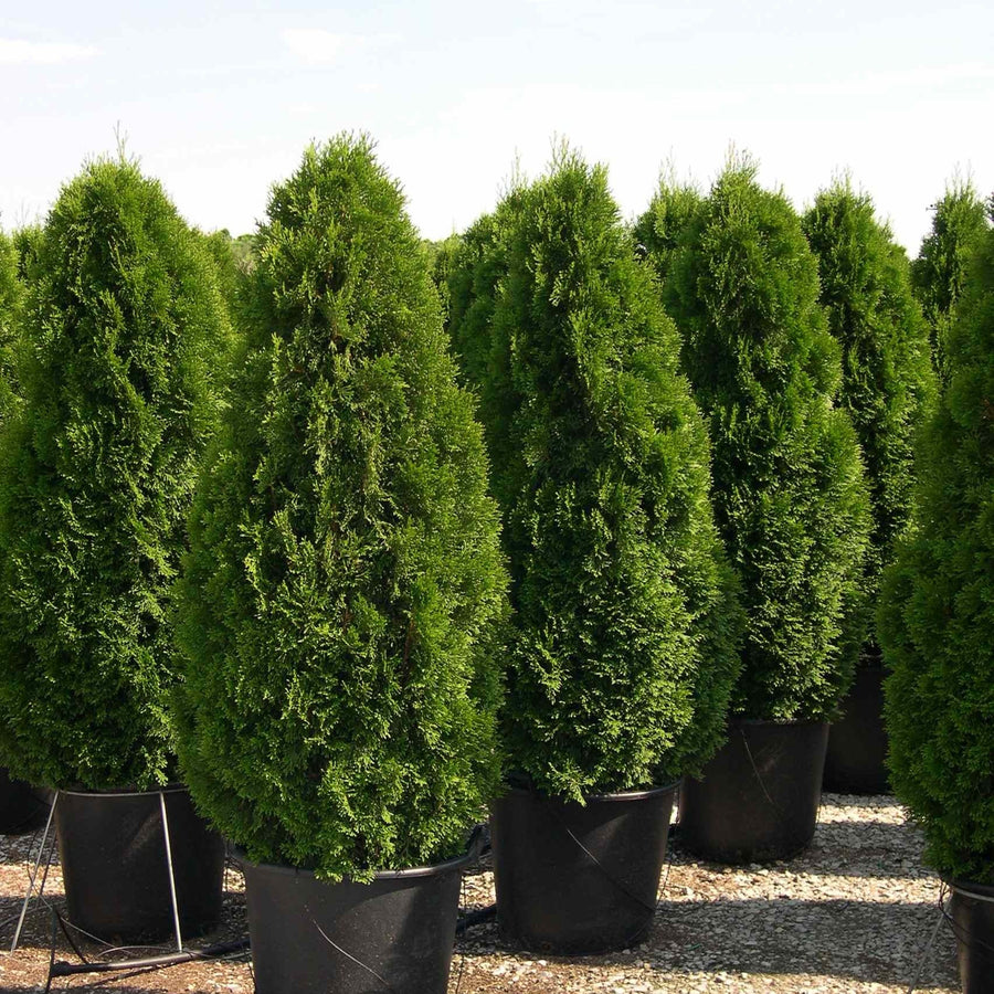 Thuja Occidentalis Smaragd