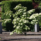 Cornus kousa 'Robert's Select'