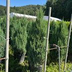 Juniperus chinensis 'Stricta' 125/150 cm en maceta de 30L