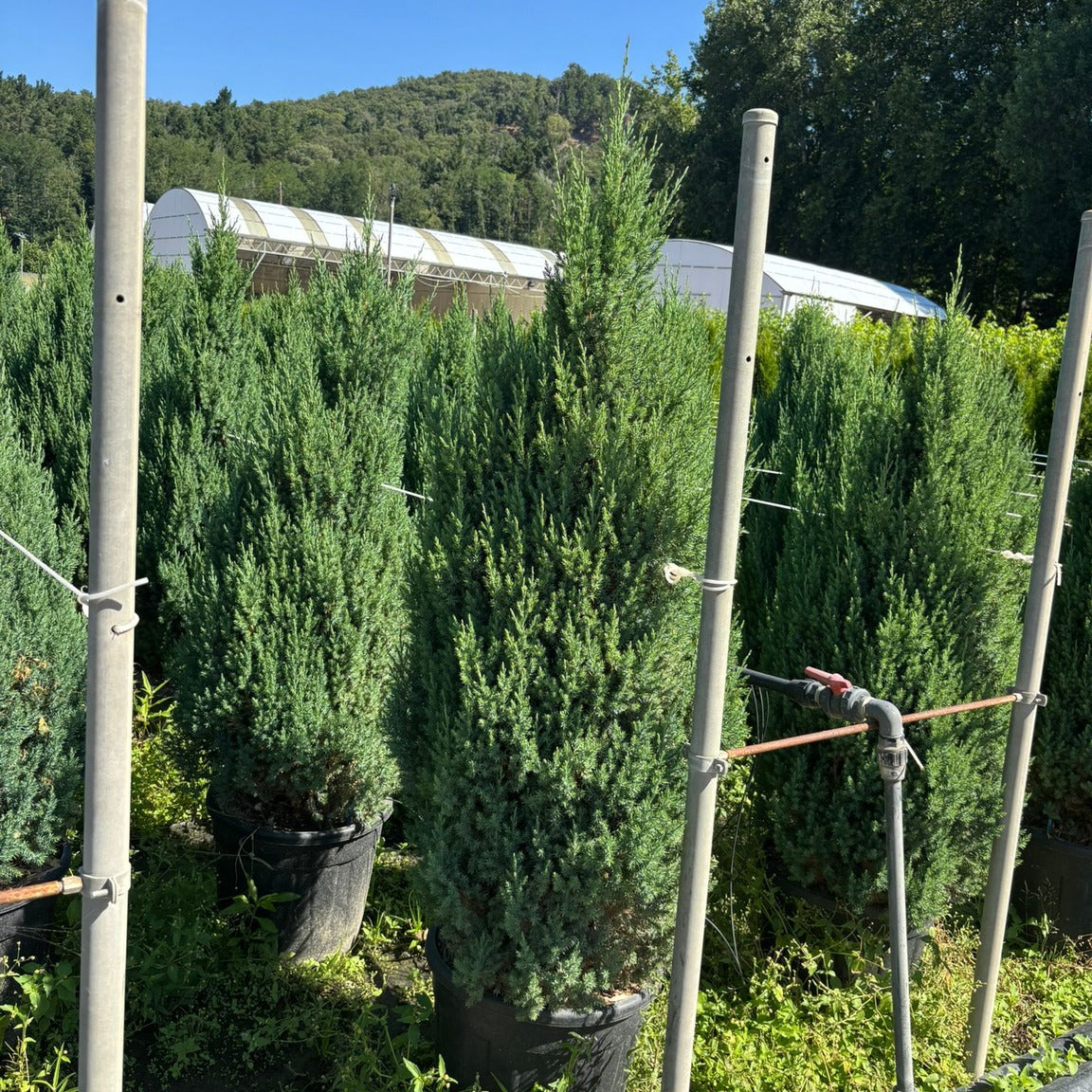 Juniperus chinensis 'Stricta' 125/150 cm en maceta de 30L