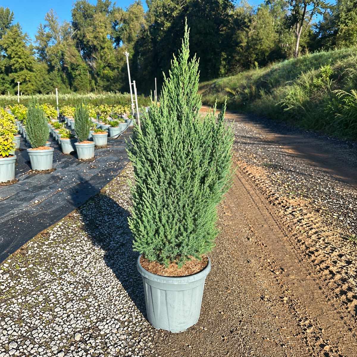 Juniperus chinensis 'Stricta' 60/80 cm en maceta de 10L