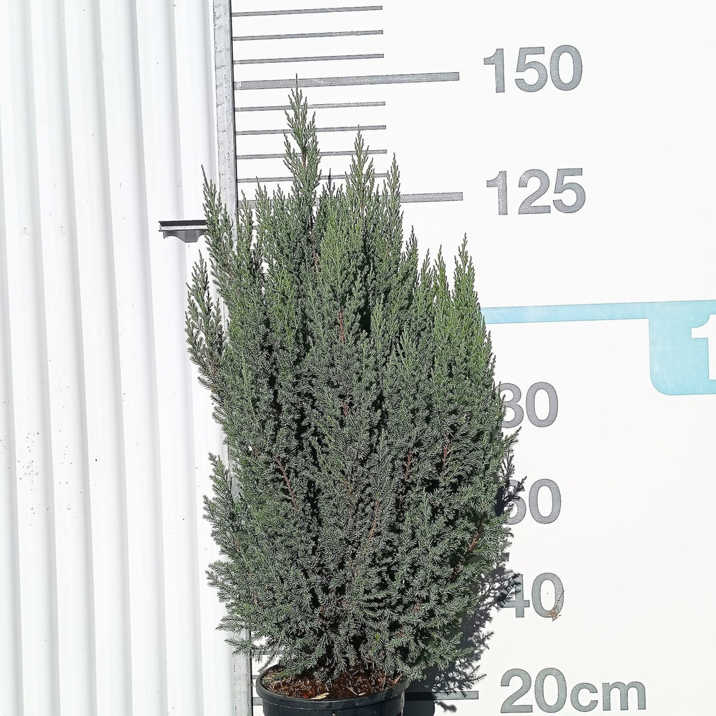 Juniperus chinensis 'Stricta' 80/100 cm en maceta de 10L