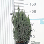 Juniperus chinensis 'Stricta' 80/100 cm en maceta de 10L