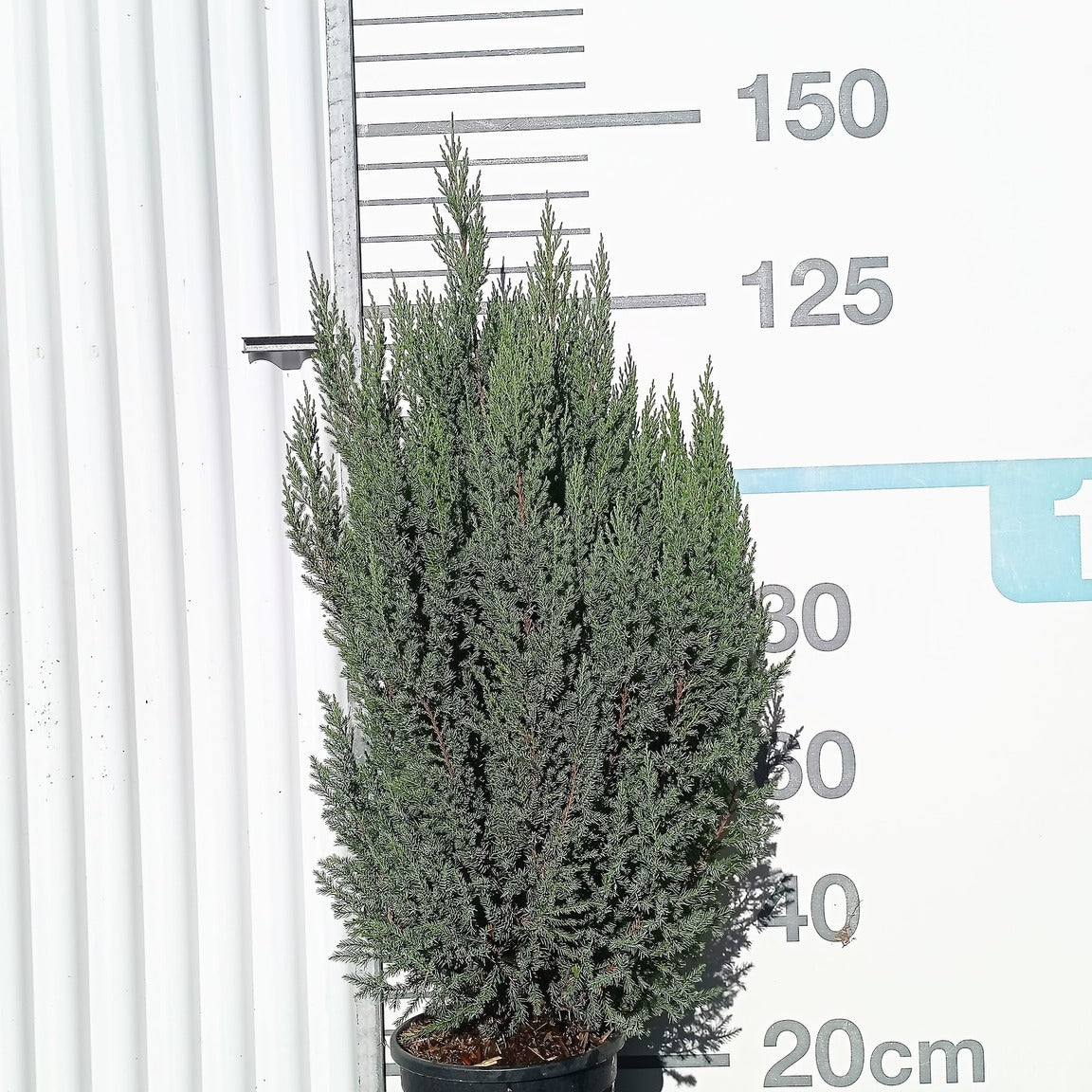 Juniperus chinensis 'Stricta' 80/100 cm en maceta de 10L