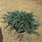 Juniperus horizontalis 'Blue Chip' 40/60 cm en maceta de 10L