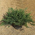 Juniperus horizontalis 'Prince of Wales' 40/60 cm en maceta de 10L
